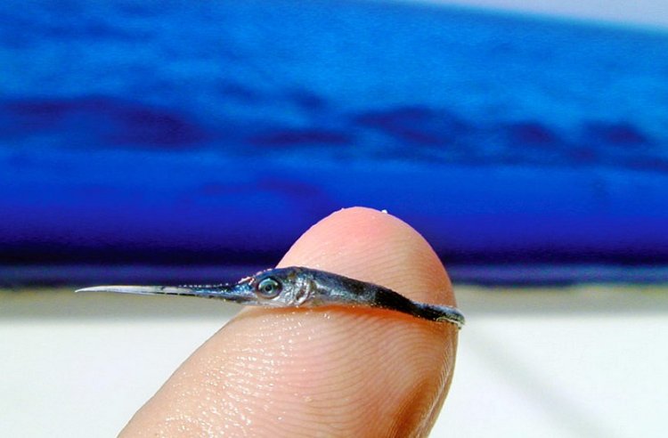 דג חרב ’תינוק’ שנמצא על ידי הביולוג הימי