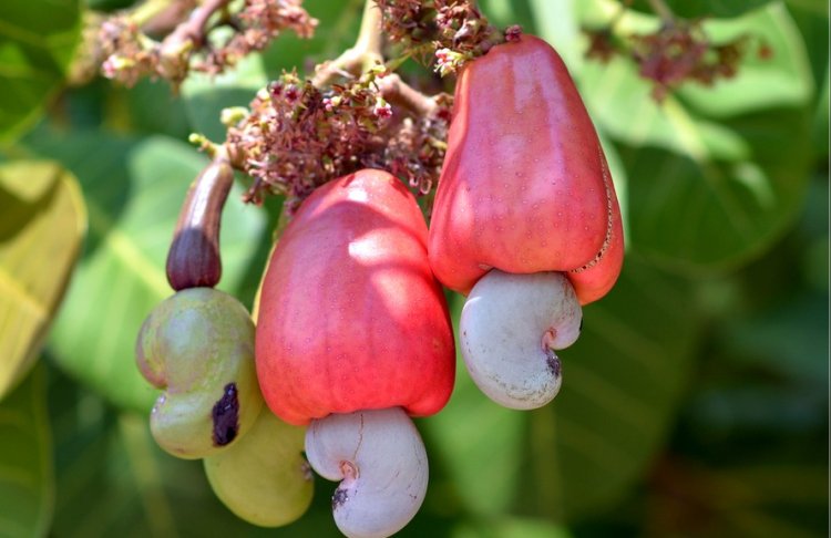 עץ אגוזי קשיו (צילום: Shutterstock)