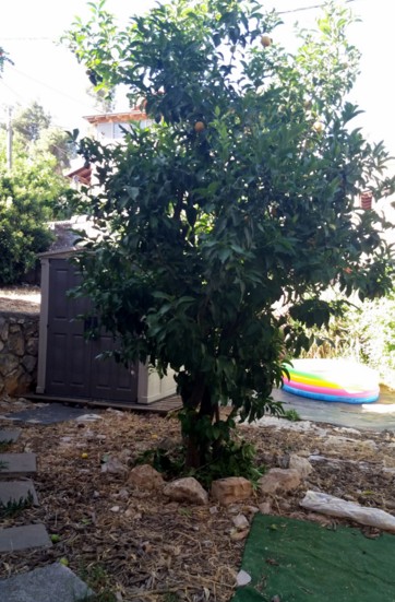 עץ הלימון שבחצר הבית שלי 
