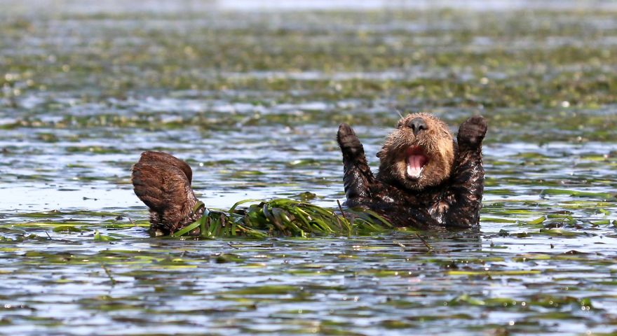 Funny Animals: Incredible Pictures from National Geographic