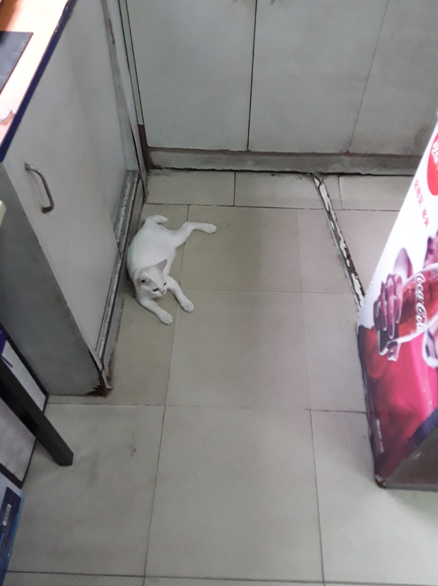 חתולה שהחליטה לבקר במכולת הסינית, ונכנסה בלי בושה עד לאחורי המוכרת