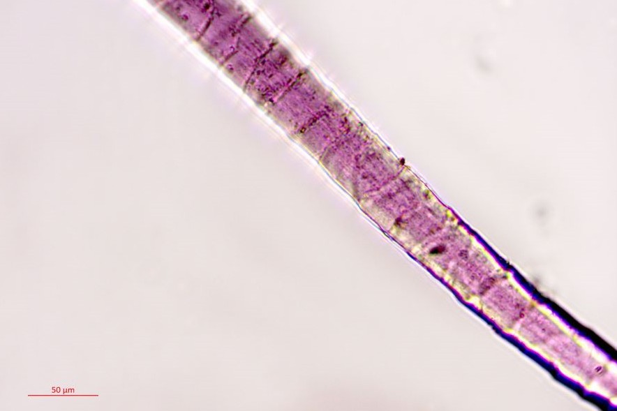 סיב צמר צבוע ארגמן מתמנע תחת מיקרוסקופ (צילום: ד"ר נעמה סוקניק, רשות העתיקות)