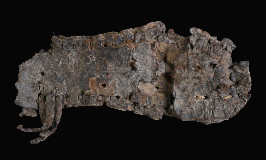 סנדל בן כ-2,000 שנה שנחשף במהלך המבצע (צילום: קלרה עמית, רשות העתיקות)
