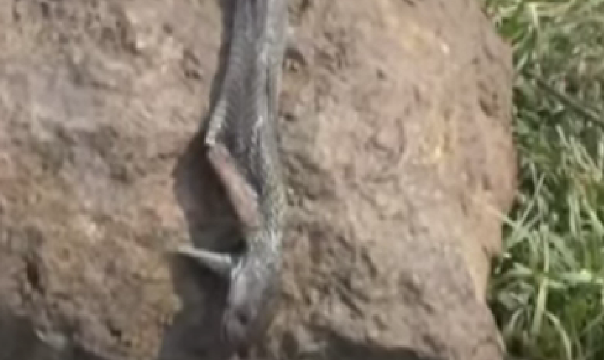 הנחש המת כפי שנמצא מאוחר יותר, על ידי הרשויות בהודו 