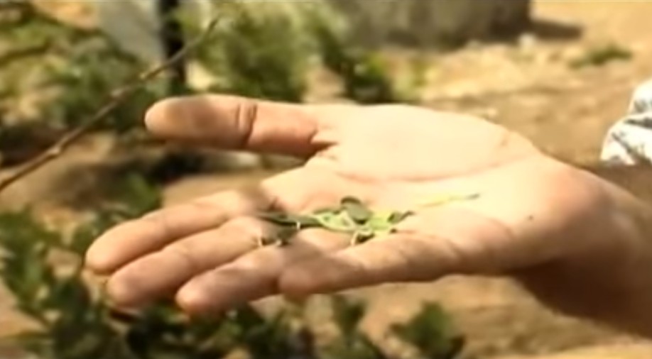 זרעי המורינגה שמשמשים להפקת שמן מיוחד