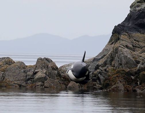גור הלוויתנים רובץ על המסלעה בחוסר אונים