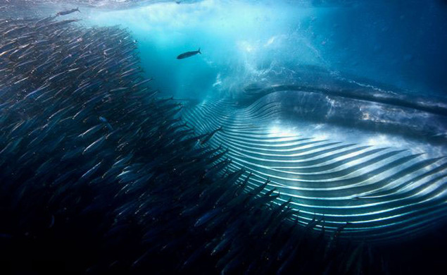 לוויתן חוצה להקת סרדינים