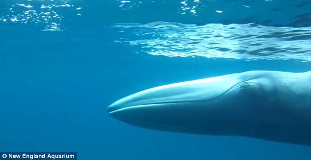 הלוויתן בעל הלסתות השטוחות (צילום: New England Aquarium)
