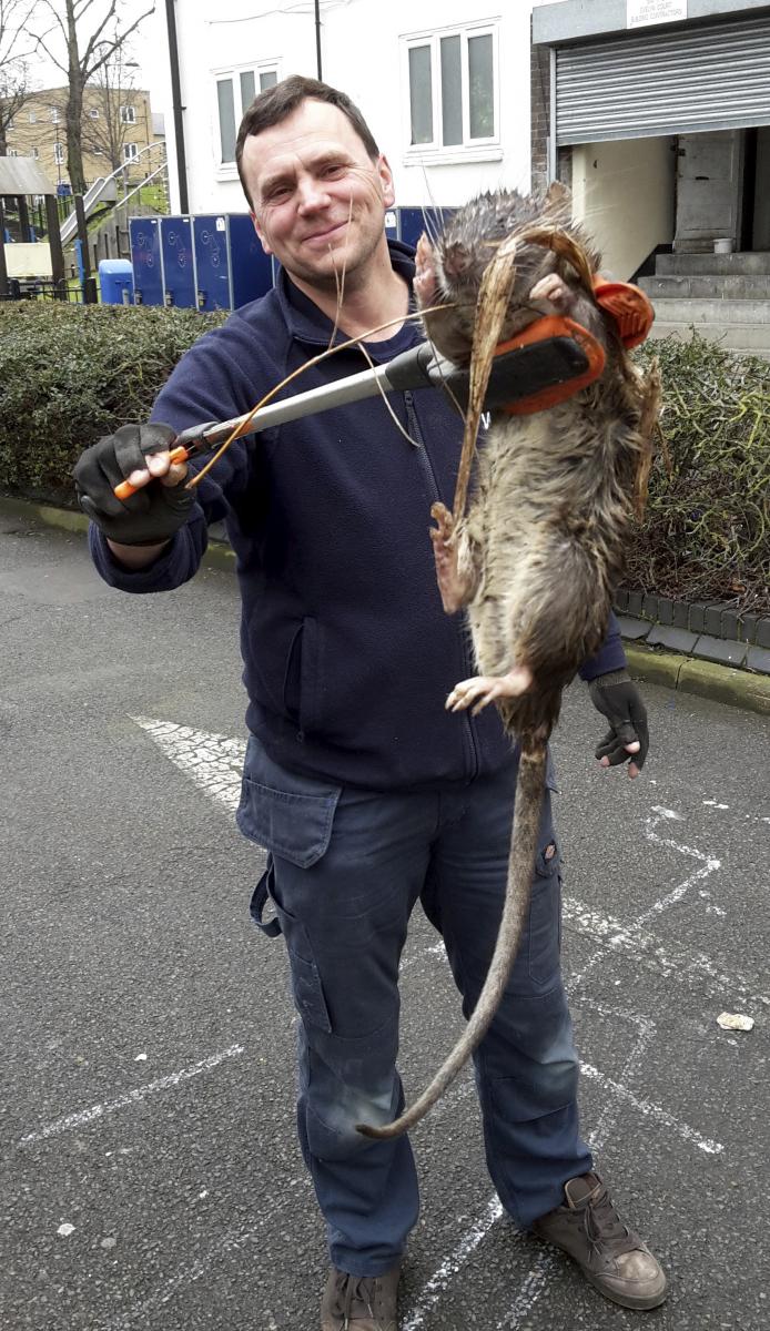 ג'יימס גרין והעכברוש ש'לכד' (צילום: SWNS)