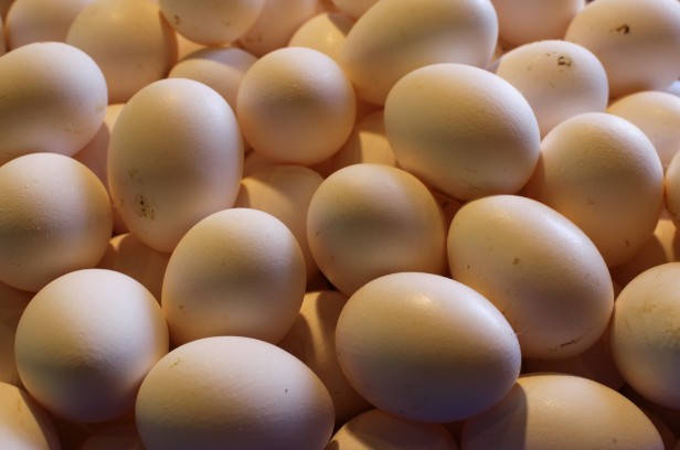 ביצים (צילום: נתי שוחט / פלאש 90)