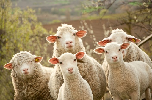 כבשים