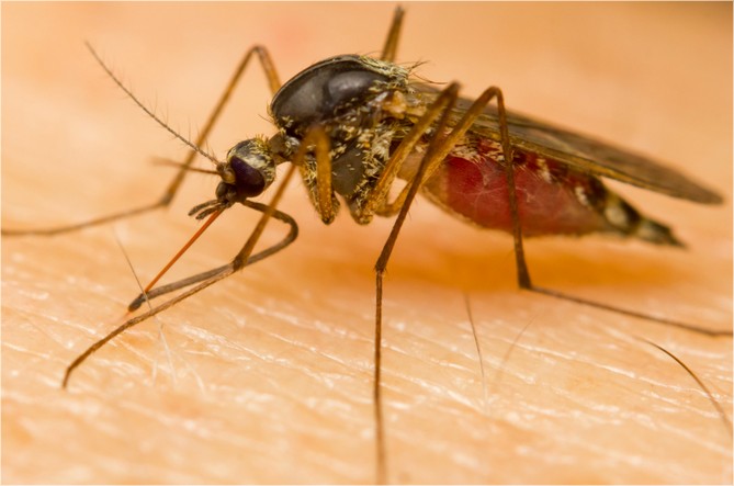 מחקר: יתושים נמשכים לריח גוף אחד, יותר מן השני (צילום: shutterstock)