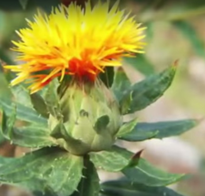 פרח החריע, ממנו מופק השמן (צילום מסך יוטיוב)
