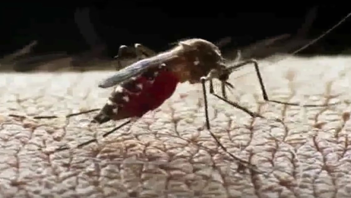 יתוש האדס (צילום מסך יוטיוב)