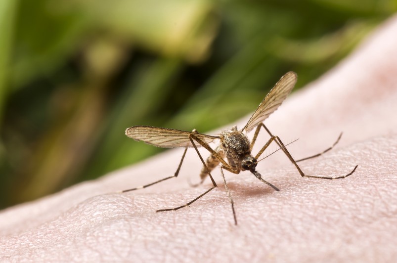 הגנטיקה אשמה. עקיצת יתושים (צילום: shutterstock)