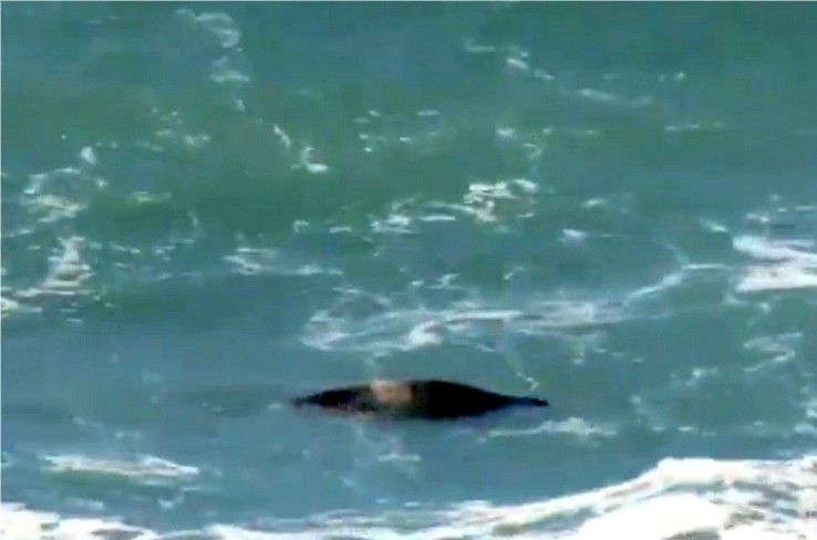 כלבת הים שוחה בין הגלים (צילום מסך)