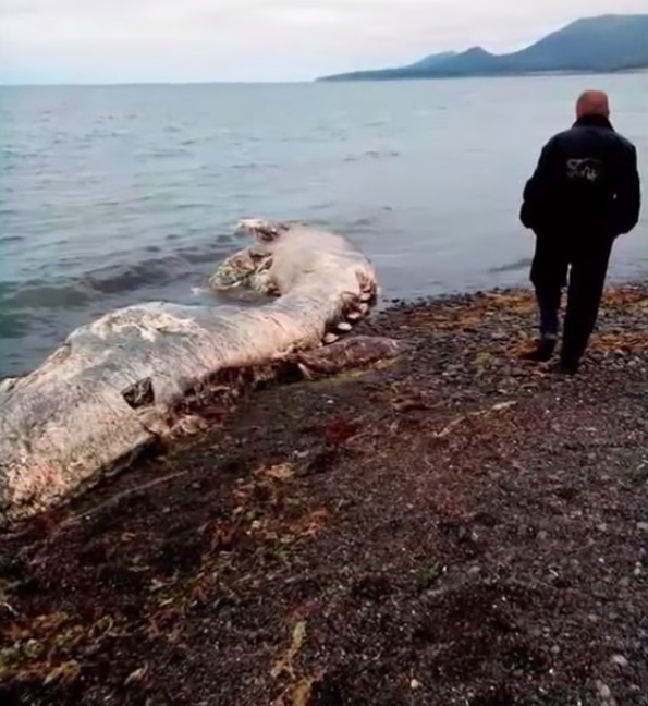 אזרח סקרן חוקר את גופת הדולפין