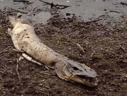 היצור המבעית שנמצא באגם רוכדייל