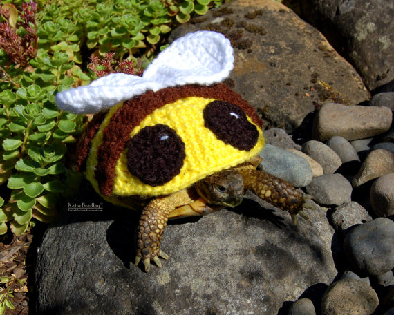 "וואוו, אני עף... אבל איפה הפרח? לא מצליח למצוא אותו"