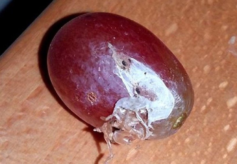 הענב הסורר של סטפני דניאל, ובו קן העכבישים