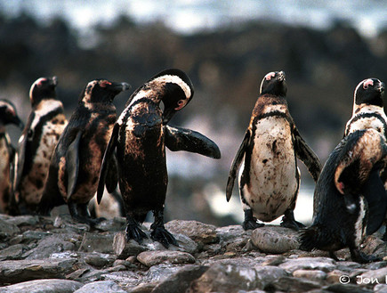 כשאין ברירה. פינגווינים שוחים בתוך בריכות הנפט