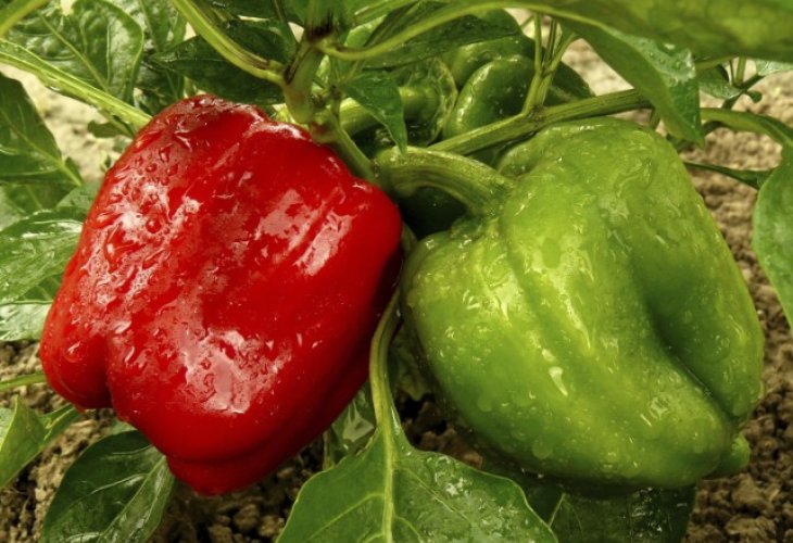 Shiphka | Hot Pepper | Sudani Pepper Shiphka | Hot Pepper | Sudani Pepper