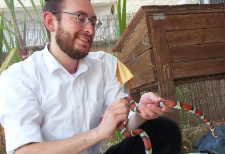 Snake catcher Yaakov Stiebel Snake catcher Yaakov Stiebel