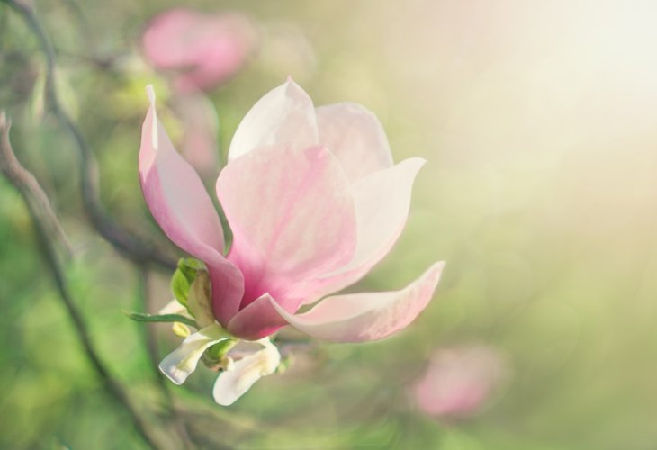 (Photo: Shutterstock) (Photo: Shutterstock)