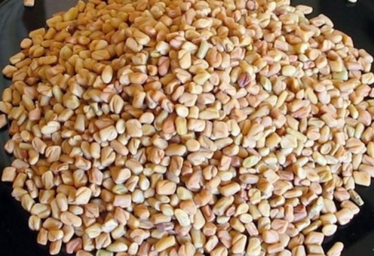 Fenugreek | Fenugreek Benefits | Trigonella foenum-graecum