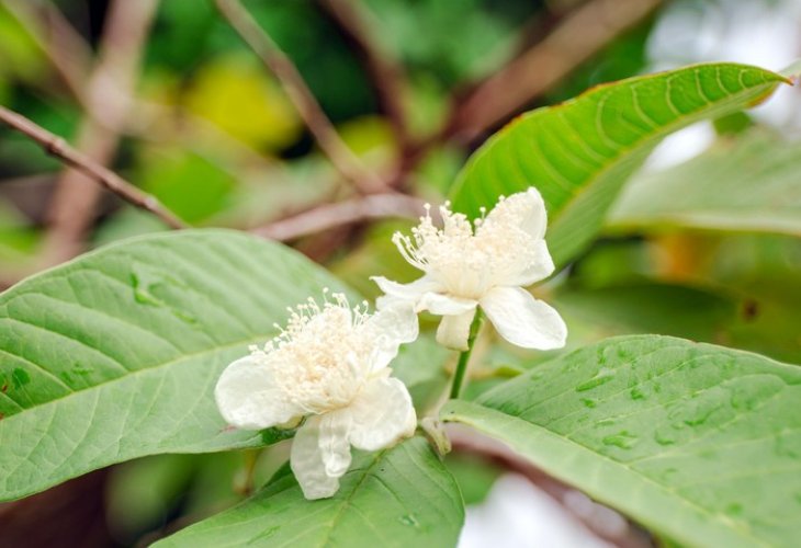 Guava leaves (Illustration photo: Shutterstock)