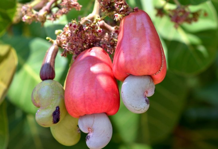 Cashew tree (Photo: Shutterstock) Cashew tree (Photo: Shutterstock)