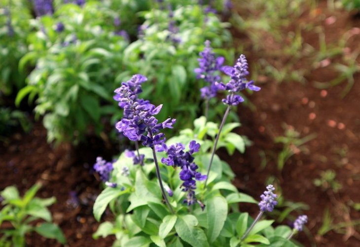 Sage (Photo: shutterstock)
