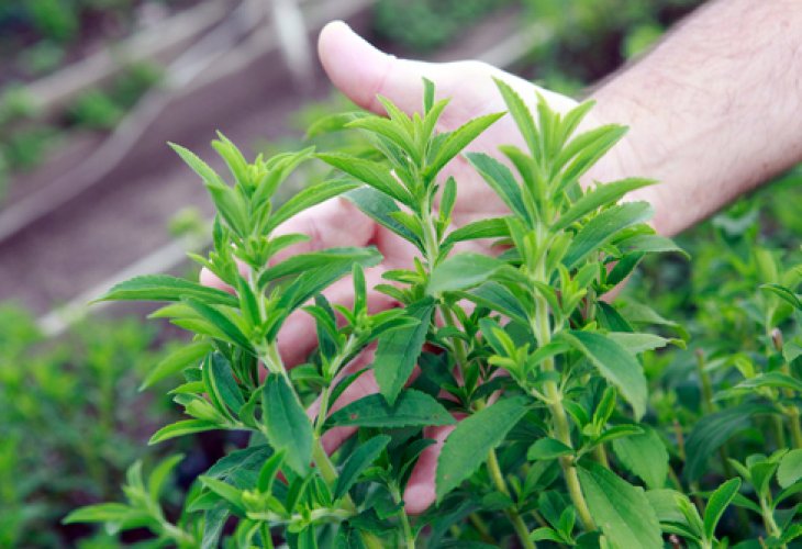 The Stevia Plant (Photo: Shutterstock)