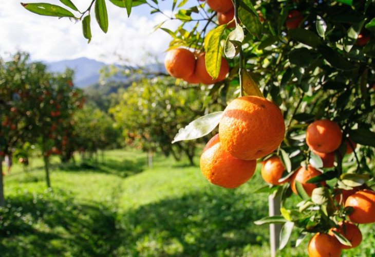 Oranges, one of the foods that increase mucus (Photo: shutterstock) Oranges, one of the foods that increase mucus (Photo: shutterstock)