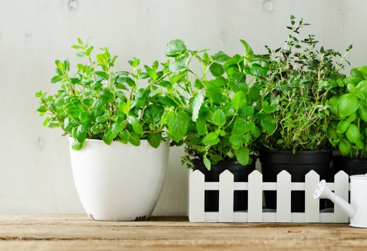Herbs (Photo: shutterstock)