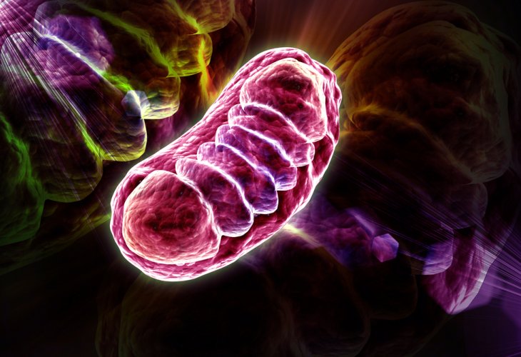 Mitochondria organelles (Photo: Shutterstock) Mitochondria organelles (Photo: Shutterstock)