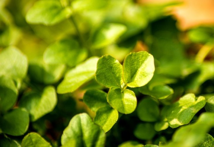 Watercress (Photo: Shutterstock)
