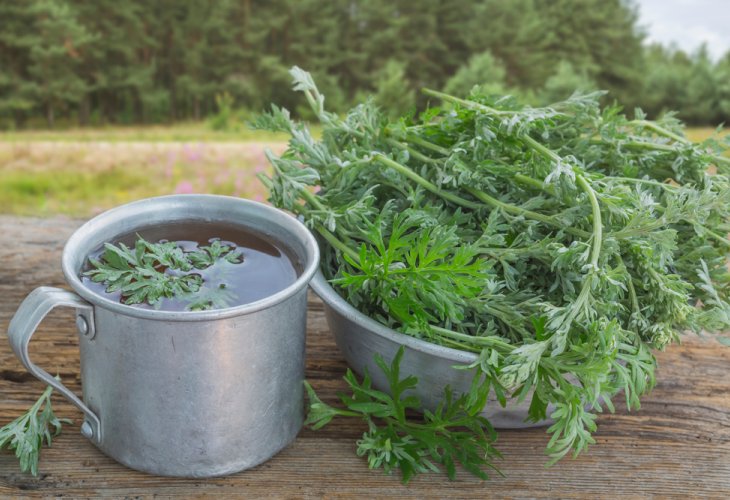 Wormwood (Shiba) (Photo: shutterstock) Wormwood (Shiba) (Photo: shutterstock)