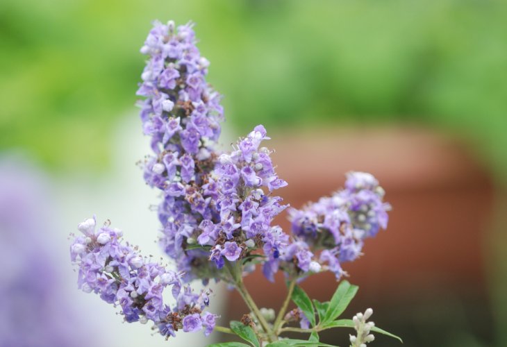 The herbal remedy 'Shavit Abraham' (photo: Shutterstock)