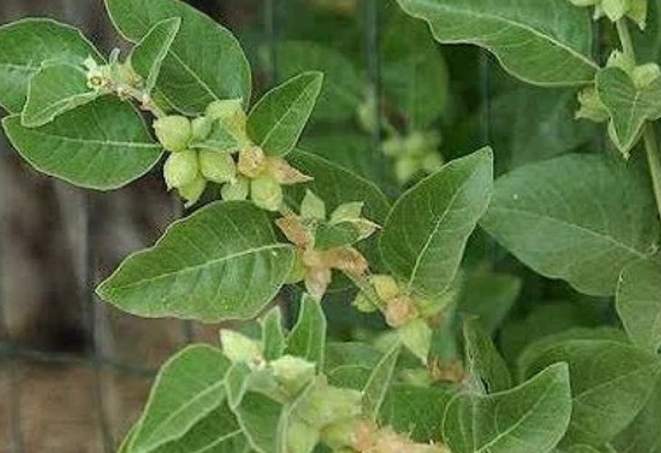 Withania somnifera