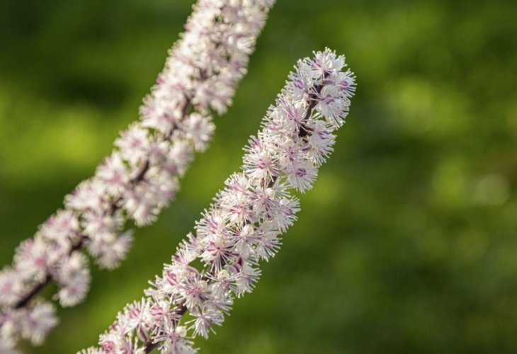 *Cohosh* (Photo: Shutterstock)