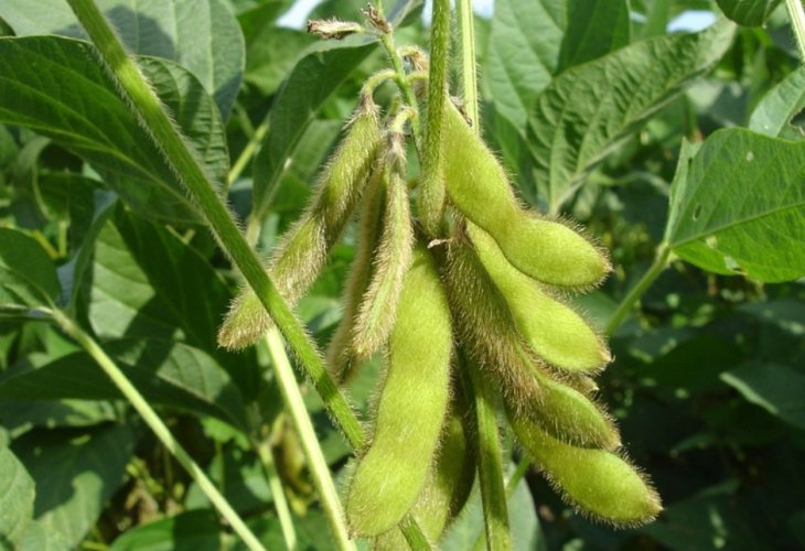 Soybeans