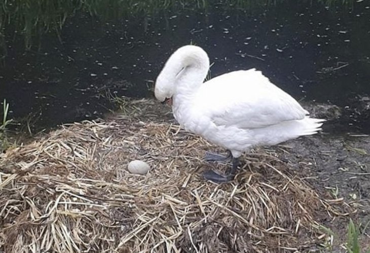 Mother swan with the remaining egg Mother swan with the remaining egg