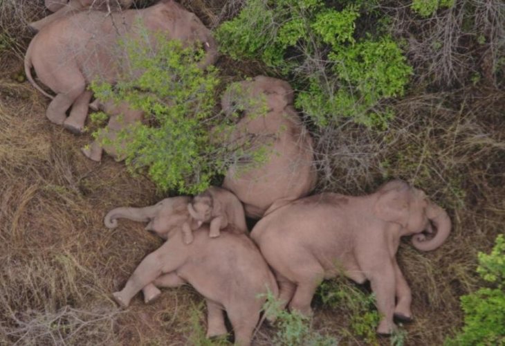 The photo that made the elephants famous - herd members at rest The photo that made the elephants famous - herd members at rest