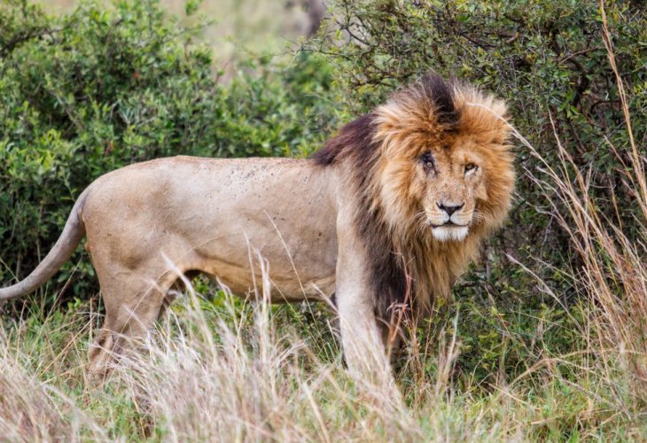 Scarface. Photo: SHUTTERSTOCK
