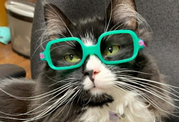 Truffles the cat with one of her many pairs of glasses