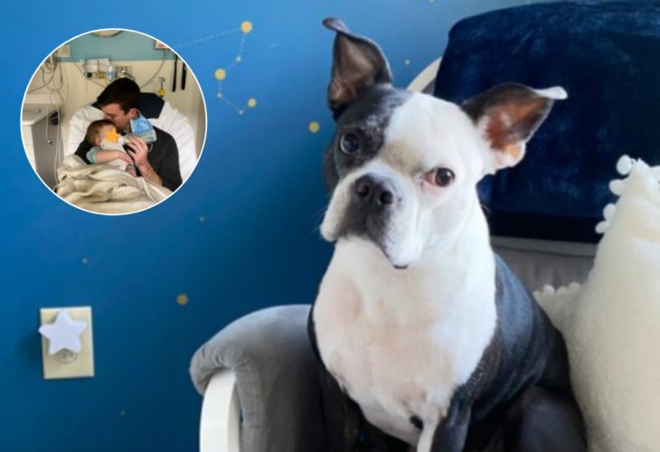Harry the dog and the rescued infant Harry the dog and the rescued infant