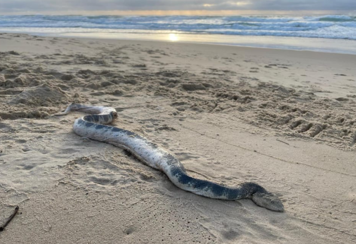 Photo courtesy of Sunshine Coast Snake Catchers Facebook page Photo courtesy of Sunshine Coast Snake Catchers Facebook page