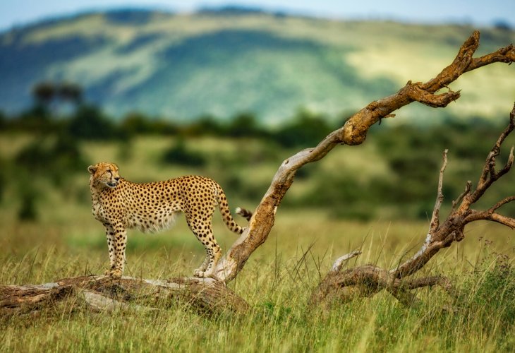 (Photo: Shutterstock)