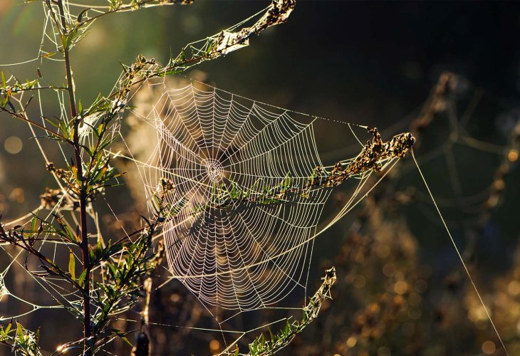 (photo: shutterstock) (photo: shutterstock)